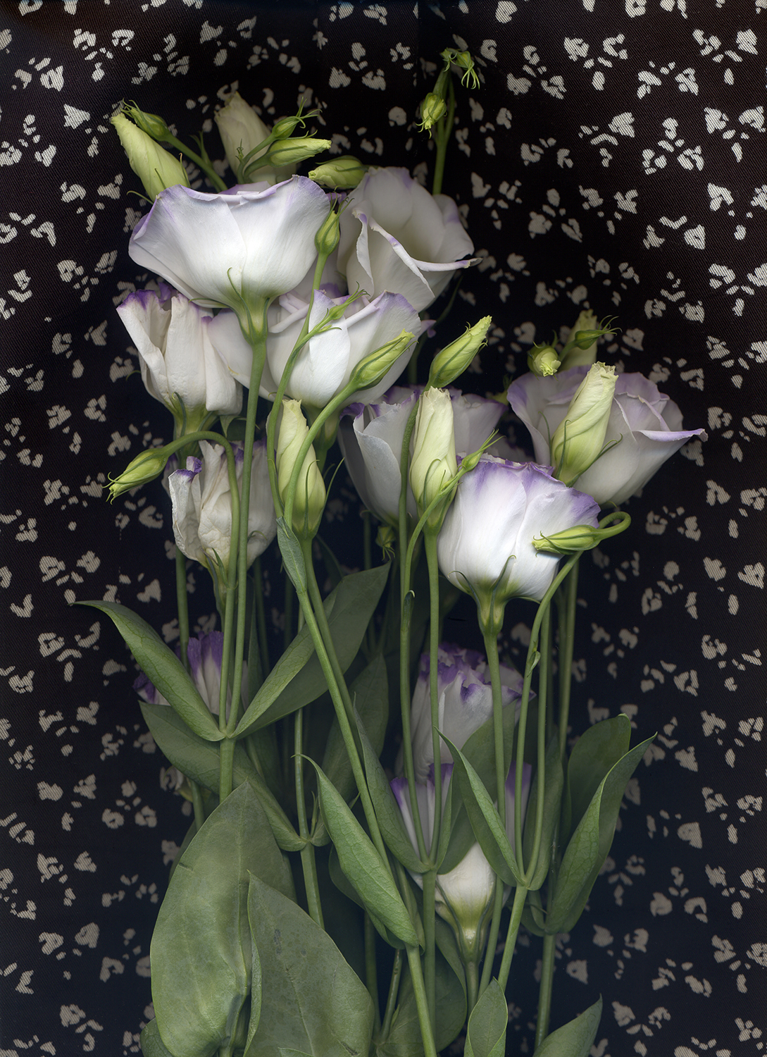 Lisianthus on tiny flower print, 2021